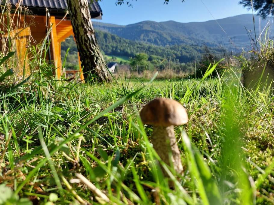 Panorama Sucha Gora ,Lesny Domek Skawica  Экстерьер фото